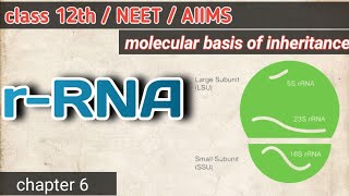 rRNA ribosomal RNA structure and function  NEET  AIIMS  Hindi medium  jaisinghsir [upl. by Frick]