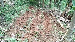 Step by Step BetelNut Plantation in Jampui Hills [upl. by Ynneg113]