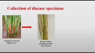 Rhizoctonia solani video prepared by Boyapati Ravi Teja Naidu and Rajat Kumar [upl. by Dihahs]