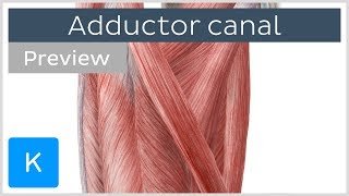 Adductor Canal preview  Location amp Content  Human Anatomy  Kenhub [upl. by Doy322]