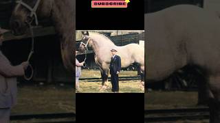 BIGGEST HORSE IN THE WORLD 😮😮😲😲 SHIRE HORSE  SAMPSON HORSE [upl. by Laurie646]