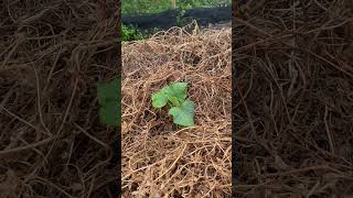 Newly planted seedlings [upl. by Kostman]