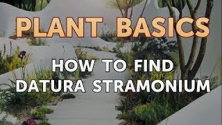 How to Find Datura Stramonium [upl. by Inej]