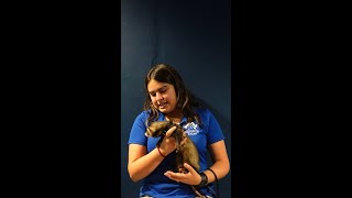 Endangered Black Footed Ferret [upl. by Gilly]