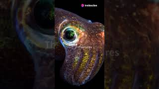 Mind Blowing Facts About Giant Squids [upl. by Lleret]