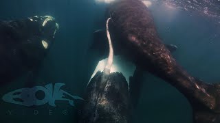 Southern Right Whales Mating in Argentina [upl. by Asiluj201]