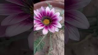 Gazania beautiful plant and flower [upl. by Hollington510]