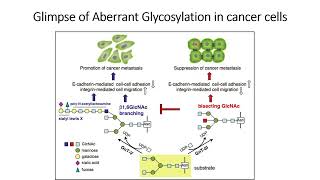 Glimpse of Aberrant Glycosylation in cancer cells Part1 Code 568 [upl. by Farica713]