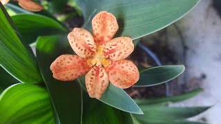 Blackberry Lily Iris domestica  Belamcanda chinensis [upl. by Ivanna]