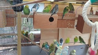 Budgie Breeding Update 13th January 2018  Birdroom and Aviary Babies [upl. by Asilegna112]