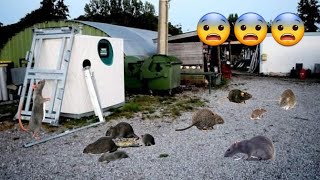 UN SPOT INFESTÉ DE RATS 🐀😱 [upl. by Nicko]