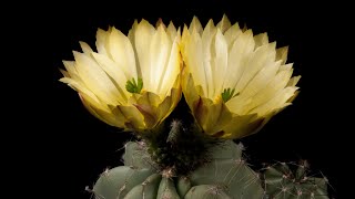 Time Lapse Echinocereus subinermis Mexico [upl. by Micco]