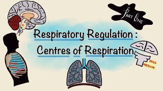 Respiratory Regulation  Part One  Centres of Respiration  Respiratory Physiology [upl. by Ardnic18]