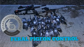 Arken Zulus 5x20 takes on feral pigeon control pestcontrol pestsolutions pestremoval [upl. by Notned887]