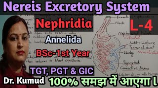 Nereis Excretory System NephridiaL4BSc 1st YearTGT PGT ampGIC ExamBy Dr Kumud [upl. by Haik91]