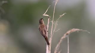 foltos nádiposzáta Sedge Warbler Acrocephalus schoenobaenus [upl. by Aihtnyc]