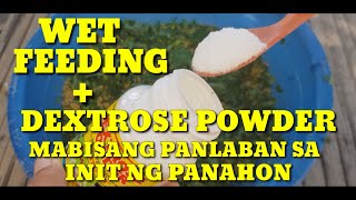 MABISANG PANG LABAN SA INIT NG PANAHON PARA SA MANOKFREE RANGE CHICKEN FARMINGBUHAY PROBINSYA [upl. by Ardnovahs]