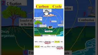 carbon cycle within 60 seconds bscbotany biology botany neet [upl. by Lorry351]