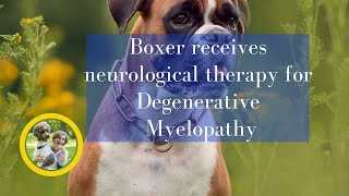 Boxer with Degenerative Myelopathy DMTreatment  Learn this technique to help your Boxer at home [upl. by Einor]