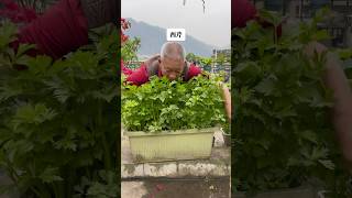 Fresh celery on a rooftop rooftopgarden celery gardening garden vegetables plantingtips [upl. by Laurinda708]