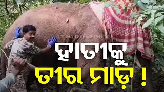 Elephant in Athagarh Injured after Arrow Attack [upl. by Amikan129]