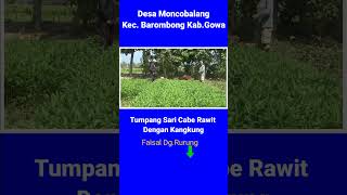 Daeng Rurung Menanam CABE RAWIT Tumpang Sari Dengan Tanaman Kangkung Shorts [upl. by Ernestine]