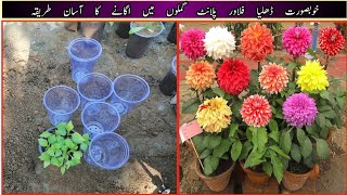 How To Grow Dahlias At home garden  how to grow dahlia from seeds  indian dahlia grow bulbs [upl. by Perkin]