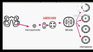 megasporogenesis y microsporogenesis doble fecundación [upl. by Stoecker483]