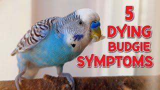 5 Symptoms of a Dying Budgie [upl. by Neyugn]