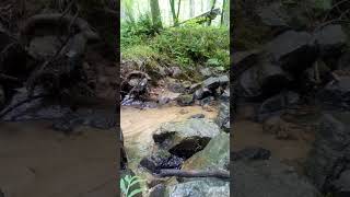 Creek at Moms house nature inthewoods forest [upl. by Rochell736]