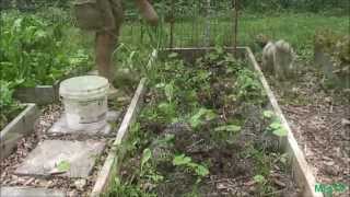 Garlic Harvest Time [upl. by Drape]