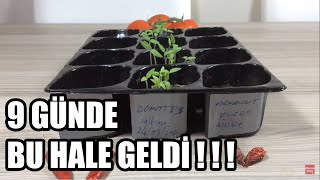 DOMATES ÇİMLENDİRME EN HIZLI METOD ve SONRASI EKİM Serpiştirme tomato [upl. by Bridie]