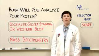 Protein Analysis  Gel Staining Western or Mass Spec [upl. by Hoffert]