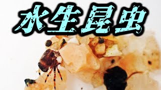 小石にしがみつくエグリトビケラ上科の幼虫 Limnephiloidea larvae （Caddisfly、飛螻蛄） [upl. by Alul74]