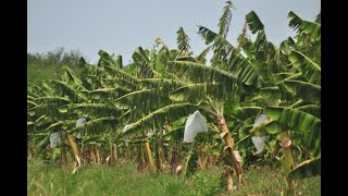 GREMIOS LEVANTAN INFORMACIÓN CRITICA DE MOKO ANTE AVANCE INCONTENIBLE DE ENFERMEDAD BACTERIANA [upl. by Peirce]