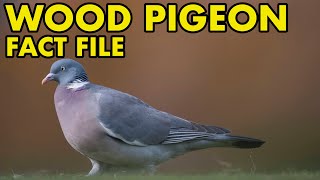 Wood Pigeon Fact File British Wildlife Facts [upl. by Ttcos636]