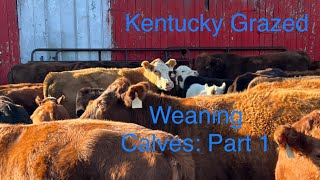 Weaning Calves Part 1 [upl. by Zenger]