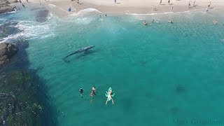 Whale visits beachgoers in Laguna Beach [upl. by Herzen]