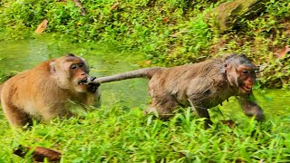 Ohgod Poor pregnant female monkey catching the tail by big male monkey  Baby Wildlife168 [upl. by Eerahs915]