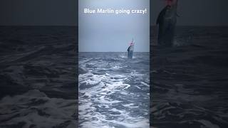 Blue Marlin going crazy fishing sportfishing marlin bluemarlin [upl. by Chappy]