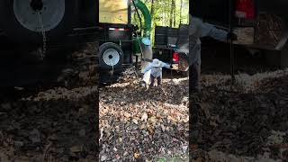 Billy Goat 37hp leaves vacuum in action [upl. by Roht943]