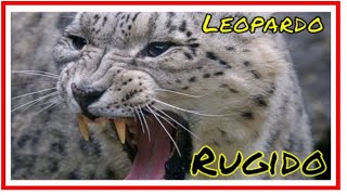 Sonido de Leopardo rugiendo fuerte roaring leopard sound 4k [upl. by Oicatsana80]