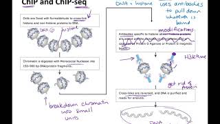 bisulfite sequencing and chromatin immunoprecipitation techniques [upl. by Yerfoeg]