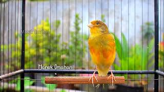 Canary song for mating training of beautiful Belgian canaries 144 [upl. by Aranahs558]