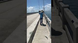 Jack fish  Jackfish fishing fish florida skayway spoonfishing [upl. by Atauqal]