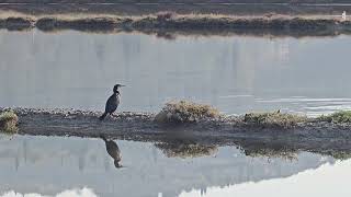 20241109 Krajinski park SEČOVELJSKE SOLINE STEGONOPES Phalacrocorax carbo VELIKI KORMORAN [upl. by Naehs]