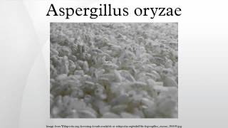 Aspergillus oryzae [upl. by Warton510]