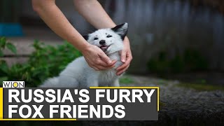 Domesticated foxes of Novosibirsk  A decades long scientific experiment of Russia  World News [upl. by Enelyk531]