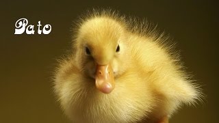 SONIDOS DE ANIMALES para niños y bebes 3D Pollito tito [upl. by Weintrob]