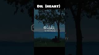 DIL HEART SHORTS SHORTS viralislamicvideo viralislam EHM348 [upl. by Kania]